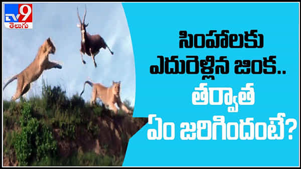 Lions scared of Deer Viral Video: సింహాలకు ఎదురెళ్లిన జింక..తర్వాత ఏం జరిగిందో మీరే చుడండి.