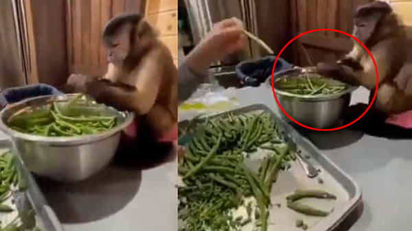 Monkey Viral Video: సోషల్ మీడియాలో వైరల్గా మారిన కోతి చేసిన పని.. ఇలా కూడా చేస్తాయా అంటూ నెటిజన్ల కామెంట్స్..