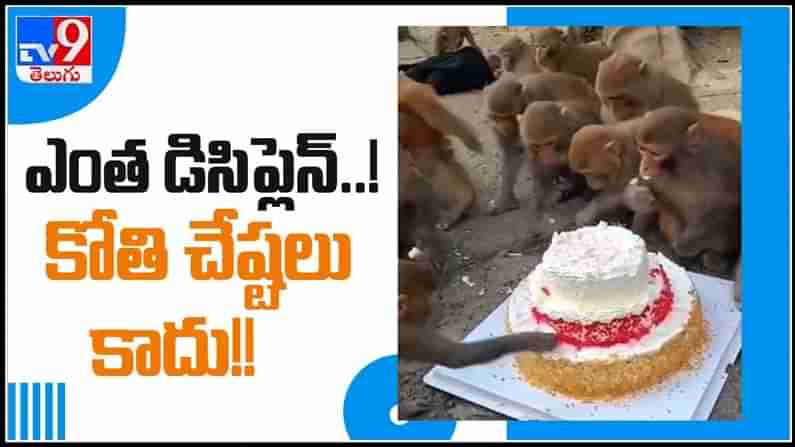 మనుషుల కంటే డీసెంట్ గా బర్త్ డే పార్టీ సెలబ్రేట్ చేసుకున్న కోతులు వైరల్ అవుతున్న వీడియో ..కోతి చేష్టలు కాదు.