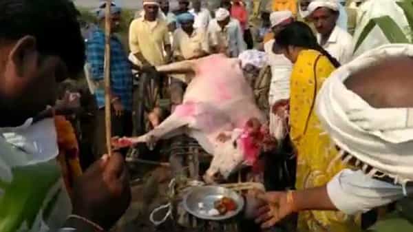 Nirmal District: జీవితాంతం కాడి మోసి, భుజం కాసిన ఎద్దుకు శాస్త్రోక్తంగా అంత్యక్రియలు జరిపిన రైతన్న