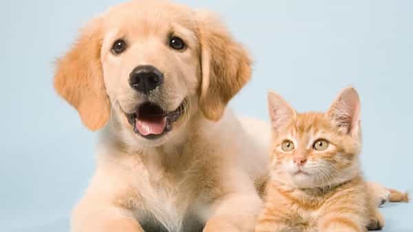 Corona Test For Animals: ఇక నుంచి పెంపుడు జంతువులకు ఉచితంగా కరోనా పరీక్షలు.. ఎక్కడంటే..