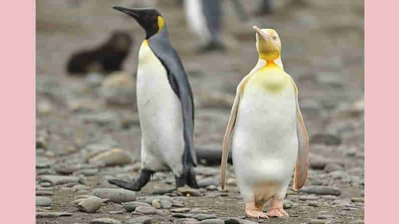 Rare Yellow Penguin: ఫోటోగ్రాఫర్‌కు ప్రకృతి అందించిన అరుదైన లాటరీ..! నెట్టింట్లో రింగులు కొడుతున్న ఎల్లో ‌పెంగ్విన్..