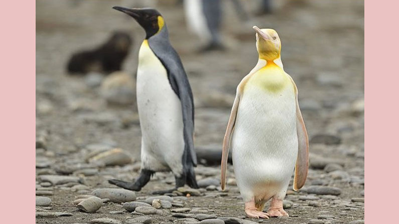 Rare Yellow Penguin: ఫోటోగ్రాఫర్‌కు ప్రకృతి అందించిన అరుదైన లాటరీ..! నెట్టింట్లో రింగులు కొడుతున్న ఎల్లో ‌పెంగ్విన్..