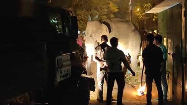 Midnapore: పట్టణంలోకి ప్రవేశించిన ఏనుగు.. సురక్షితంగా కాపాడిన అటవీ అధికారులు
