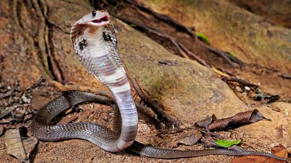 Snake : పొరపాటున పాము తోక తొక్కిన చిన్నారి.. అది చేసిన పనికి అంతా షాక్.. ఇంతకూ ఏం జరిగిందంటే..వైరల్ వీడియో