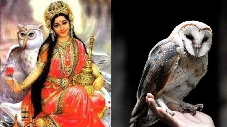 Significance of Owl: హిందూ ధర్మ శాస్త్రంలో గుడ్లగూబకు ఉన్న విశిష్టత ఏమిటో తెలుసా ..!