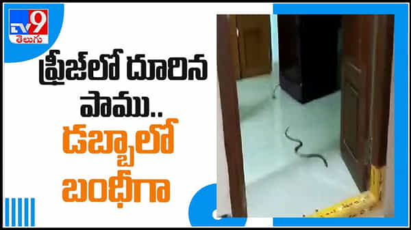 Snake in Fridge Video: ఫ్రీజ్ లో దూరిన పాము డబ్బాలో బందీగా.. అమలాపురంలో తాచుపాము హల్చల్.