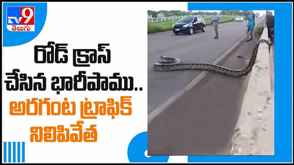 Snake cross Road Video : రోడ్ క్రాస్ చేసిన భారీ పాము..అరగంట నిలిచిన ట్రాఫిక్..వైరల్ అవుతున్న వీడియో