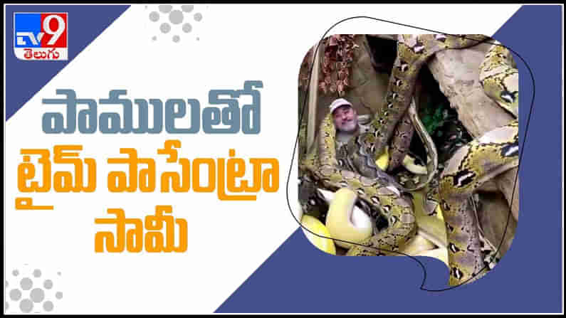 A Person Enjoys With Pythons Video: కొండచిలువల మధ్య ఎంజాయ్‌ చేస్తున్న వ్యక్తి వీడియో.