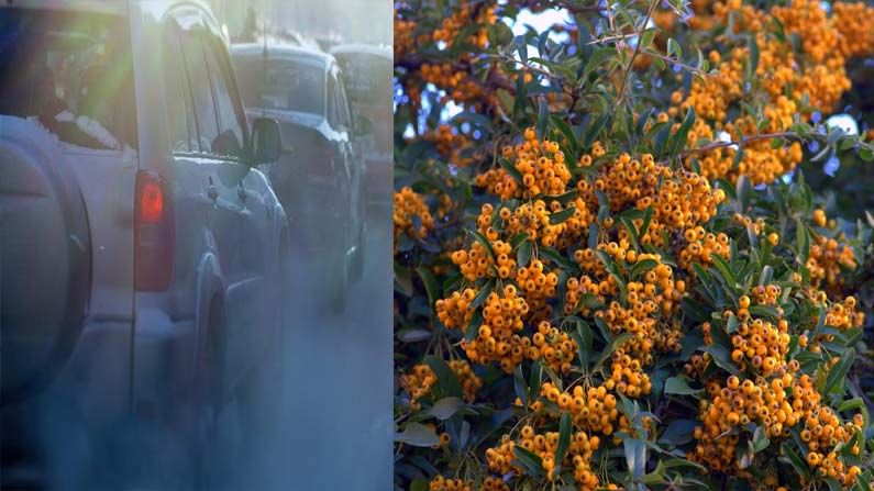 Super Plant Fights Pollution: కాలుష్యాన్ని నియంత్రించే ఖతర్నాక్ ప్లాంట్.. ఈ సూపర్ మొక్క గురించి తెలిస్తే షాకే!