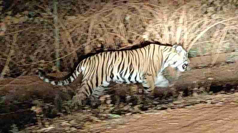 Tiger Roaming Villages : గ్రామాల్లో సంచరిస్తున్న పెద్దపులి.. పశువులపై దాడి.. వణికిపోతున్న జనాలు..