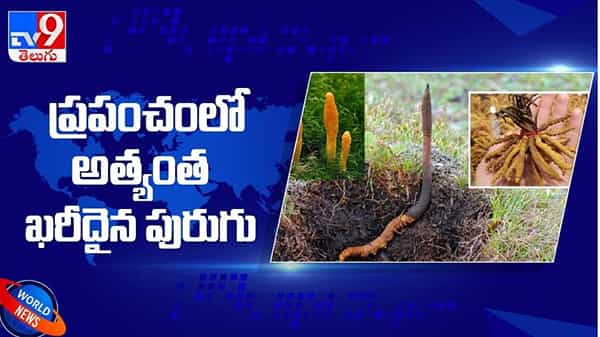 ప్రపంచంలో అత్యంత ఖరీదైన ‘పురుగు’....హిమాలయన్ వయాగ్రాగా పిలిచే దీని ధర ఎంతో తెలుసా..!