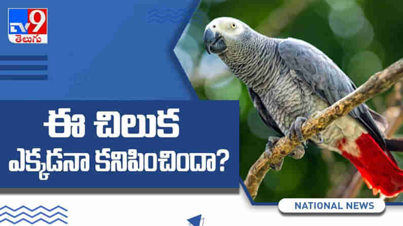 Parrot Goes Missing: ఓనర్ హౌస్ నుండి చిలుక తప్పిపోయింది...! వివరాలు చెప్పిన వారికి అదిరిపోయే బహుమతి..!