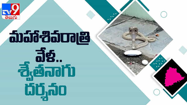White Snake: మహాశివరాత్రి వేళ మహా అద్భుతం… మంచిర్యాల జిల్లాలో శ్వేతనాగు దర్శనం...