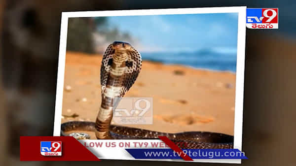 మద్యం మత్తులో పాముతో చెలగాటం ఆడిన ఒక యువకుడు ...చివరికి ఏమైందంటే...!! ( వీడియో )