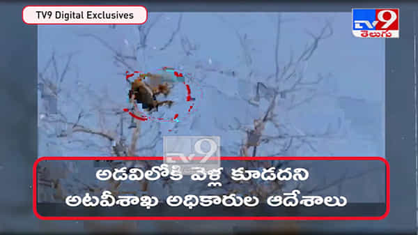 Mulugu District: ములుగు జిల్లాలో మరోసారి చిరుత కలకలం.. భయాందోళనలో స్థానిక ప్రజలు...