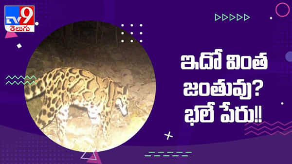 Rare Animal: సోషల్ మీడియాలో హల్చల్ చేస్తోన్న వింత జంతువు... ఈ వింత జంతువు ఏంటో మీరు గుర్తించగలరా…?