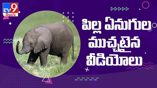 పాలు పట్టుకొచ్చిన సంరక్షకులు...  పరుగెత్తుకొచ్చిన ఏనుగులు... చూస్తుండగానే..