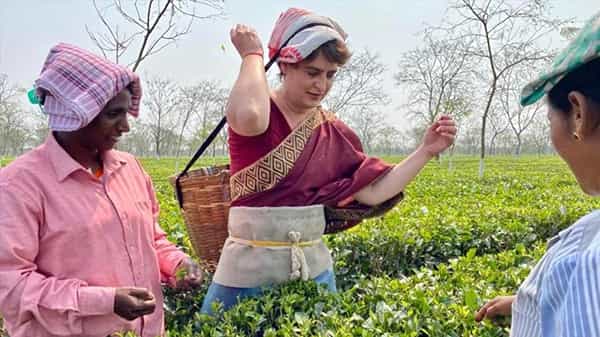 అస్సాంలోని తేయాకు తోటల్లో కాంగ్రెస్ నేత ప్రియాంక గాంధీ, కార్మికుల మధ్య తానూకార్మికురాలై