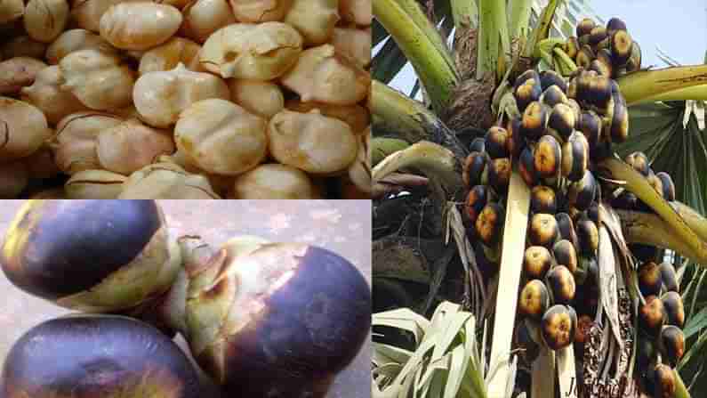 Palmyra Fruit Benefits :  ఐస్ యాపిల్స్ ను తినడం వల్ల కలిగే ఆరోగ్య ప్రయోజనాలు తెలిస్తే తినకుండా వదలురుగా..!