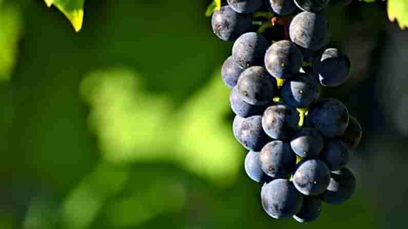 Black Grapes: నల్ల ద్రాక్ష పండ్లను తింటున్నారా?.. అయితే మీరు కచ్చితంగా ఈ విషయాలు తెలుసుకోవాల్సిందే.. ఎందుకంటే..