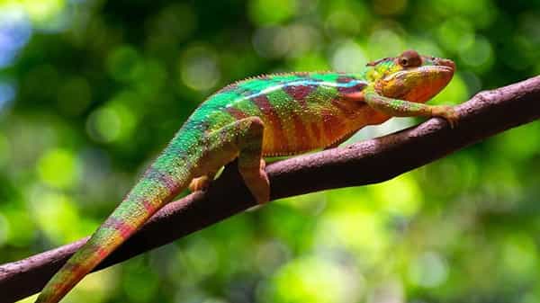 Chameleon: ఊసరవెల్లి దాని రంగును ఎప్పుడు, ఎలా, ఎందుకు మారుస్తుంది? దీని వెనుక ఉన్న రహస్యం ఇదే