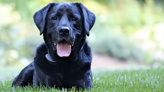 Ayodhya Ram Mandir: మరింత సువిశాలంగా అయోధ్యలో భవ్య రామమందిరం.. పూర్తి వివరాలు..