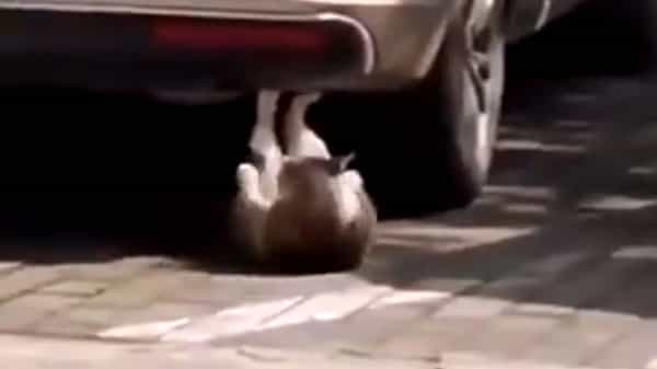 Dog Pushups: ఫిట్నెస్ను కాపాడుకుంటున్న కుక్క.. పుషప్స్ తీసే విధానం చూస్తే మీరే షాకవుతారు.. వైరల్ వీడియో..