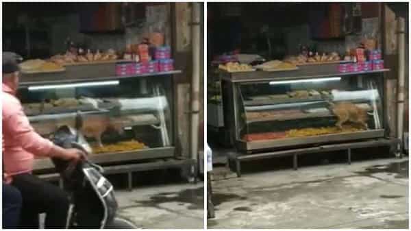 Viral Video: స్వీట్ షాపులోకి దూరిన కుక్క.. కడుపునిండా తిన్నది.. ఆ తరువాత ఏం జరిగిందంటే..