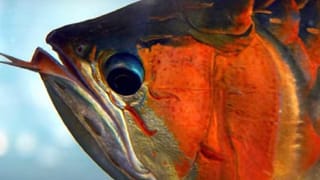 Viral: మొసలిపై కూర్చుని నది దాటిన కోడి.. అంతలోనే అనూహ్య సంఘటన.. ఒళ్లుగగుర్పొడిచే వీడియో.!