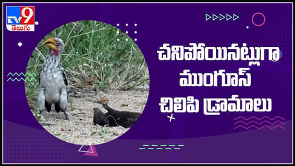 నటనలో మనిషులను మించిపోయిన ముంగిస.. ప్రాణాలమీదకు వచ్చేసరికి చనిపోయినట్టు చిలిపి డ్రామాలు..వీడియో.. :Viral Video.