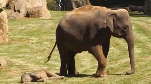 Elephant Video Viral: గురకబెట్టి నిద్రపోయిన పిల్ల ఏనుగు.. టెన్షన్ పడ్డ తల్లి ఏనుగు.. అసలక్కడ ఏం జరిగిందంటే..