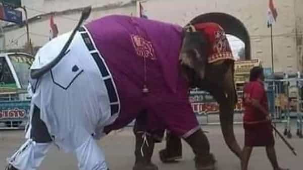 Elephant wearing clothes: టక్ ఎలిఫెంట్.. ట్విట్టర్ యమ ట్రెండ్... అడుగులో అడుగేస్తూ తకిదిమితోం