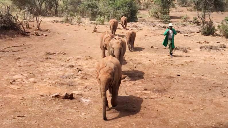 Baby Elephant: పాలు పట్టుకొచ్చిన సంరక్షకులు.. పరుగెత్తుకొచ్చిన ఏనుగులు.. చూస్తుండగానే..