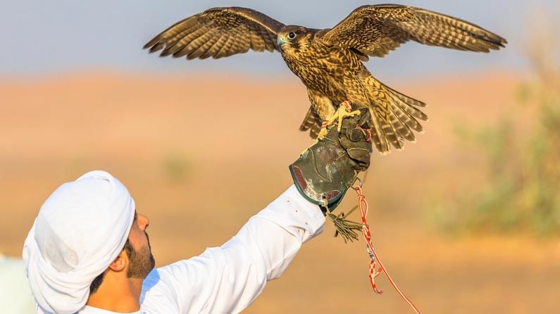 Falcon Smuggle: కోట్లు పలుకుతున్న గద్దలు.. అరబ్ దేశాల్లో మంచి డిమాండ్ .. అక్కడి నుంచే ఎందుకు స్మగ్లింగ్ అవుతున్నాయో తెలుసా..?