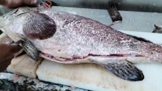 Chameleon: ఊసరవెల్లి దాని రంగును ఎప్పుడు, ఎలా,  ఎందుకు మారుస్తుంది? దీని వెనుక ఉన్న రహస్యం ఇదే