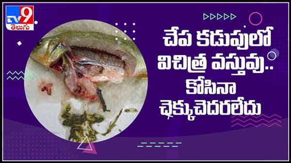 చేప కడుపులో విచిత్ర వస్తువు..కోసినా చెక్కు చెదరలేదు..చుస్తే షాక్ అవ్వాల్సిందే ..!:fishs stomach Video.
