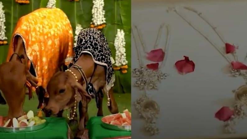 Viral News: వారెవ్వా.... ఆవు, దూడకు నగలు చేయించాడు.. రోల్డ్ గోల్డ్ కాదు.. బంగారం, వెండితో