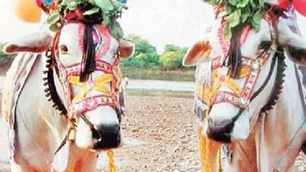 ఎద్దులను కట్నంగా ఇచ్చిన అత్తమామలు.. ఆశ్చర్యపోయిన బంధువులు.. ఆదిలాబాద్లో సరికొత్త ట్రెండ్
