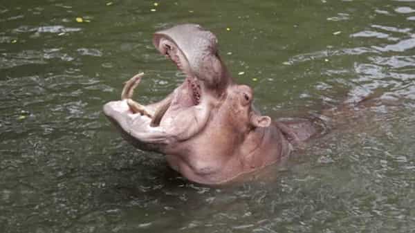 Hippopotamus: నీటి ఏనుగు నోట్లో ప్లాస్టిక్ బాటిల్ విసిరేసిన మహిళ.. మండిపడుతోన్న నెటిజెన్లు..