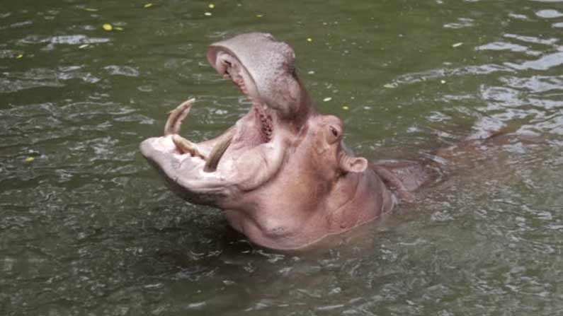 Hippopotamus: నీటి ఏనుగు నోట్లో ప్లాస్టిక్‌ బాటిల్‌ విసిరేసిన మహిళ.. మండిపడుతోన్న నెటిజెన్లు..
