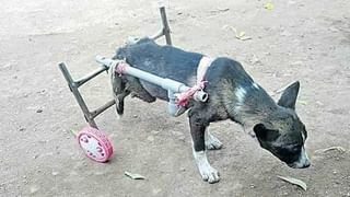 కరెంట్ షాక్ కొట్టి రామచిలుక మరణం.. ఉసూరుమన్న పక్షి ప్రేమికుడి మనసు… ఏం చేశాడంటే..?