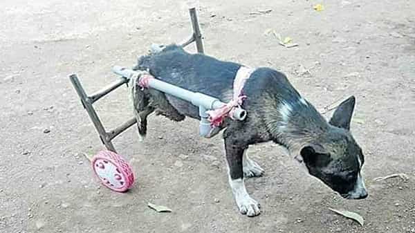 Humanity is Still Alive: చిత్రం చెప్పిన విశేషం.. నడవలేని శునకంపై కరుణ చూపిన గ్రామీణ డాక్టర్.. పిక్ సోషల్ మీడియాలో వైరల్