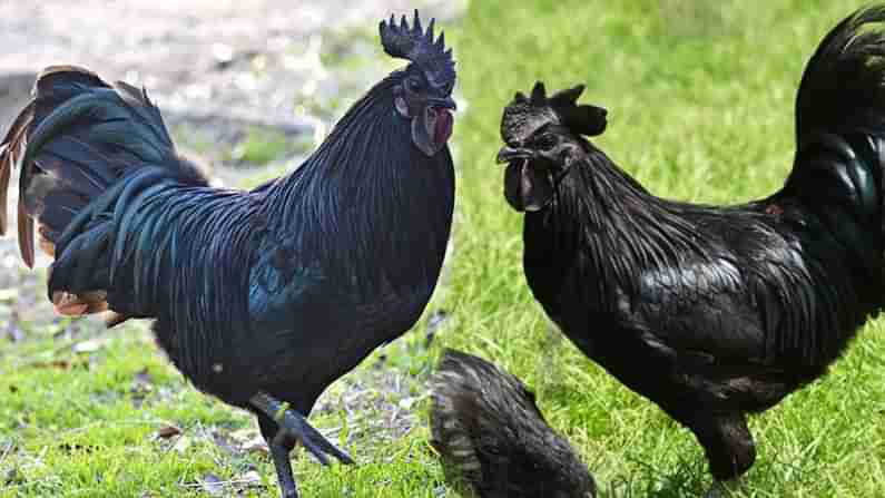 Kadaknath Chicken: కడక్‌నాథ్ చికెన్‌కు పెరుగుతున్న డిమాండ్.. హైదరాబాద్‌లో కేజీ ధర ఎంతంటే..?