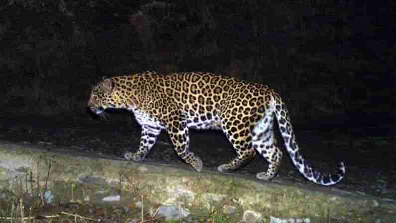 Leopard Roaming: శ్రీశైలం ఔటర్ రింగ్‌ రోడ్డులో చిరుతపులి సంచారం.. ఆవును చంపి.. రక్తం తాగి..