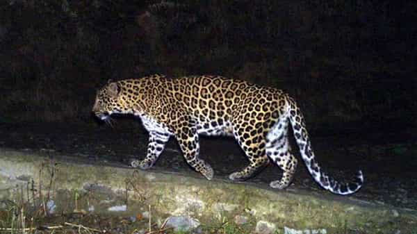 Leopard Roaming: శ్రీశైలం ఔటర్ రింగ్ రోడ్డులో చిరుతపులి సంచారం.. ఆవును చంపి.. రక్తం తాగి..