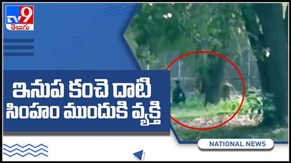 జూలో కంచె దాటి సింహం ముందుకు వెళ్లిన వ్యక్తి ...పంజా విసిరిన సింహం : Man Attacked By Lion Video