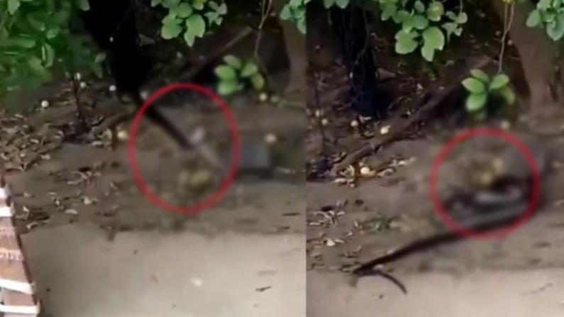 Mongoose Vs Cobra: కింగ్ కోబ్రాను ఒక్క నిమిషంలో ఖతం చేసింది... ఈ ముంగిస స్కిల్స్ అదుర్స్...