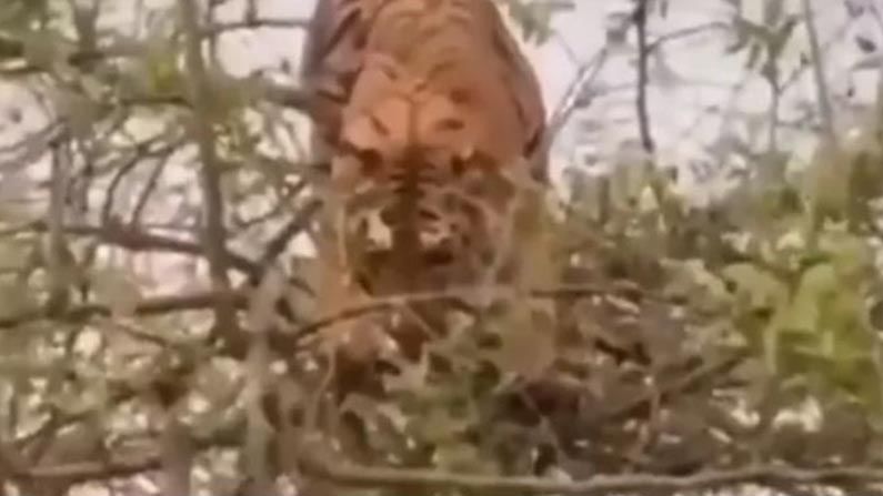 Viral Video: చిటారు కొమ్మన ఉన్న కోతిపై పులి అటాక్.. ఎండింగ్ మాత్రం అస్సలు ఊహించలేరు...