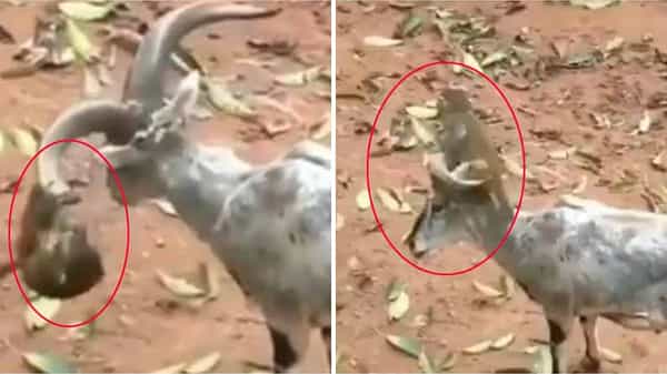 Viral Video: చేష్టలతో నవ్వు తెప్పించడం వాటికి అలవాటేగా.. ఈ వానరం స్టైల్తో నవ్వించింది.. మీరే చూడండి